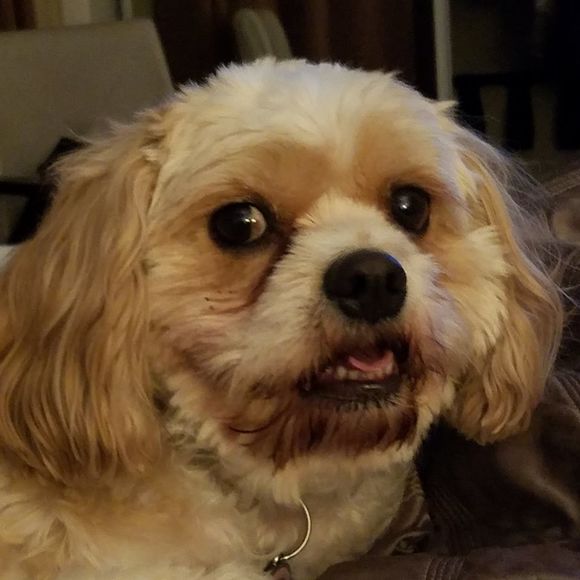 Meet your Posher, Clare - Picture 1 of 1